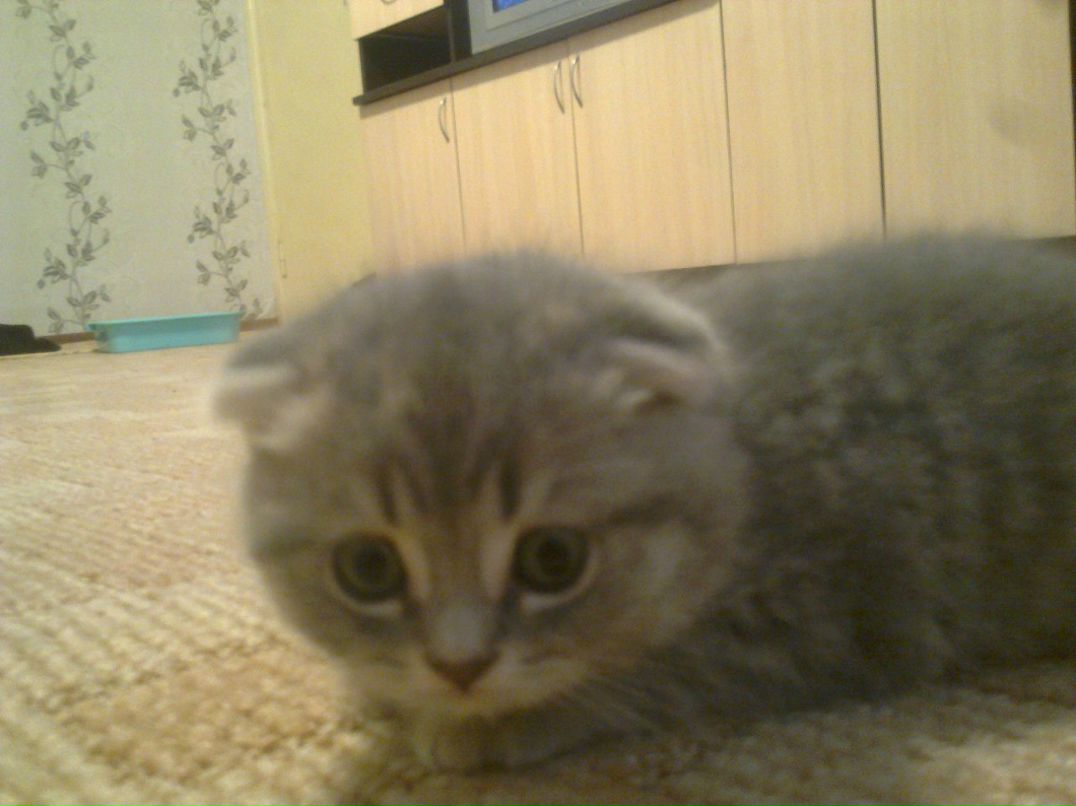 Шамиль Шабанов | Евлах