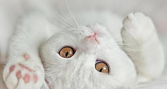 Светлана Шавалеева | Уфа