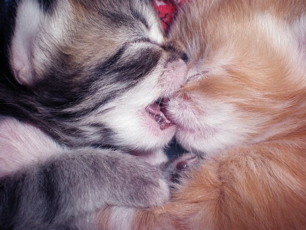 Мадлен Власова | Киев