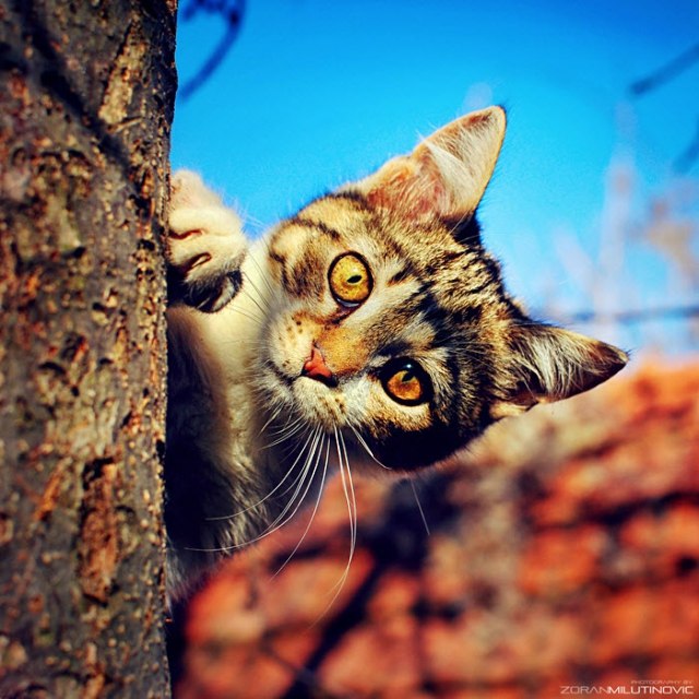 Вячеслав Оришечко Targeras | 