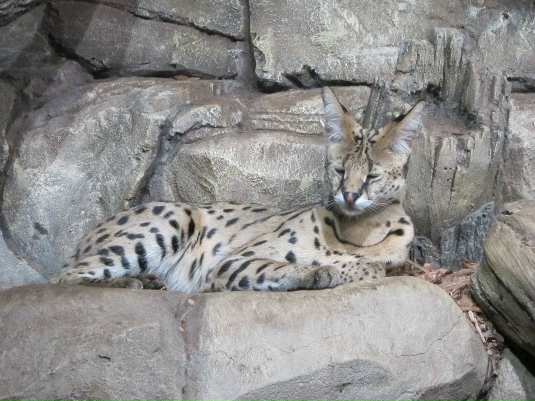 Рустам Аталиков psycho | Москва