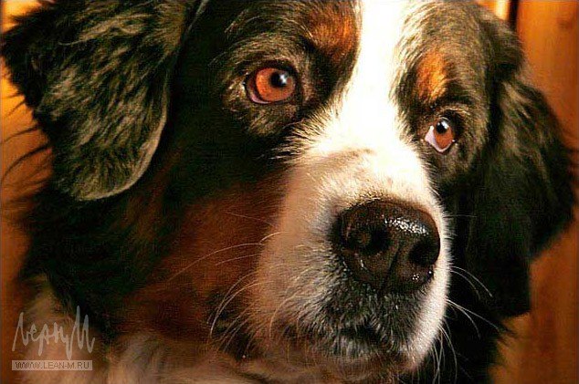 Барон Букин Анатольевич | Киев