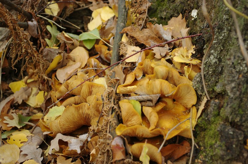 Ринат Валеев | Уфа