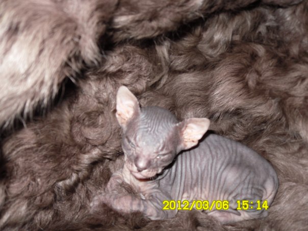 №10, Валентина Швец №10, Валентина Швец