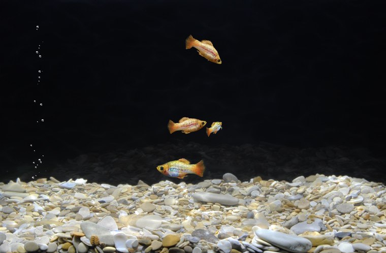 Руслан Голубець | Червоноград