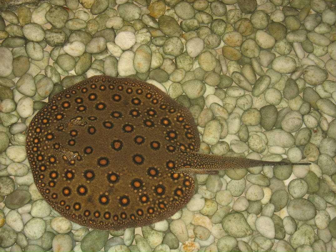 Болеслав Малиновский BolesLAB | Киев