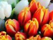 Анюта Долудар | Мирный