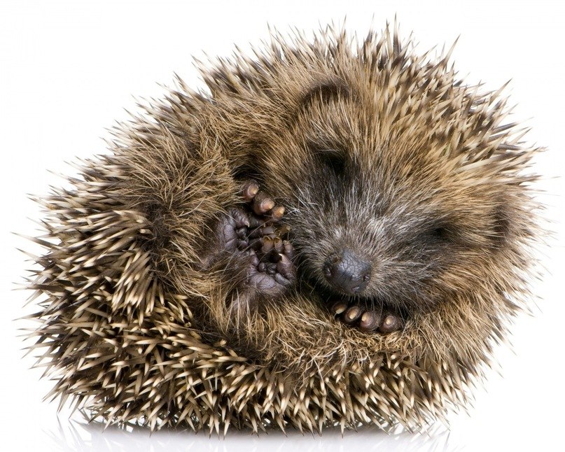 Алексей Мирный | 