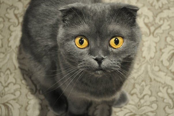 Светка Беликова | Москва