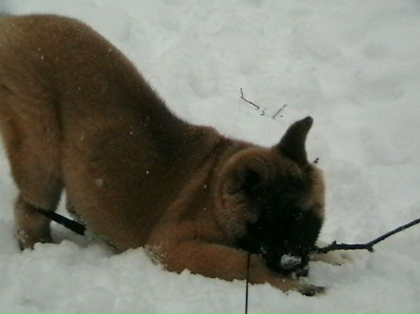 №36, Viktoria Elmanova, Старая Купавна №36, Viktoria Elmanova, Старая Купавна