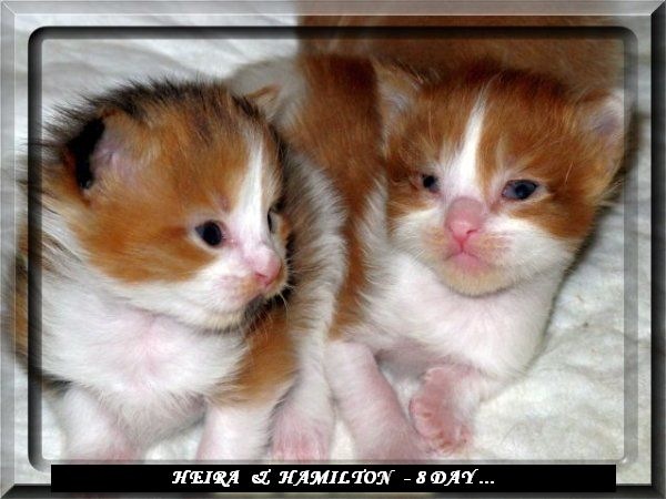 №162, Almina Emilitacoon, Каунас №162, Almina Emilitacoon, Каунас