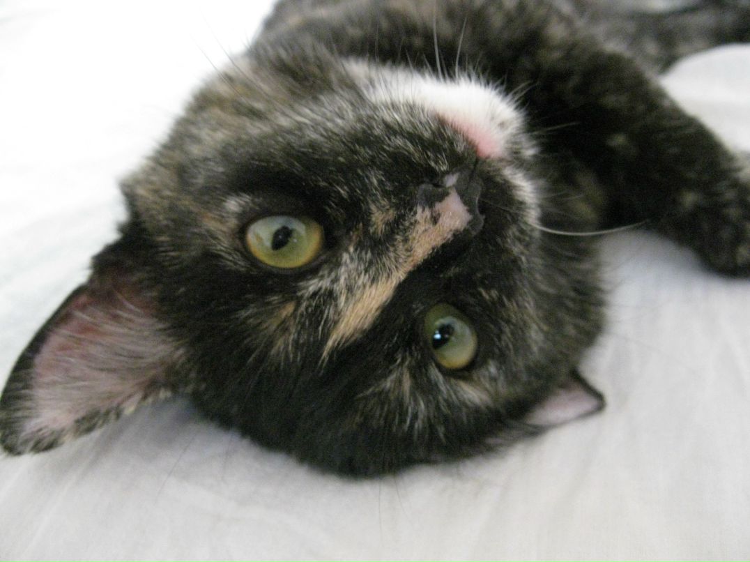 Анна Яшмолкина | Чебоксары