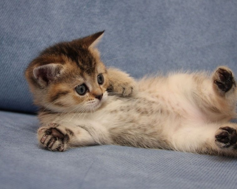 Василь Щупак | Львов