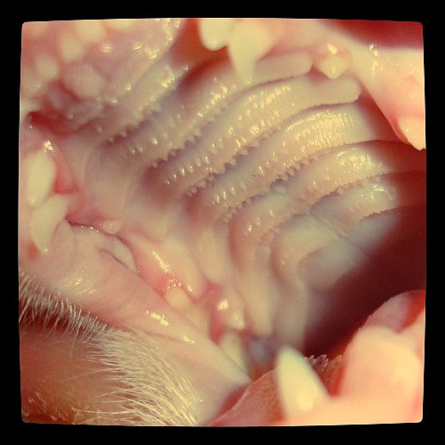 Alexandra Voronina | Екатеринбург