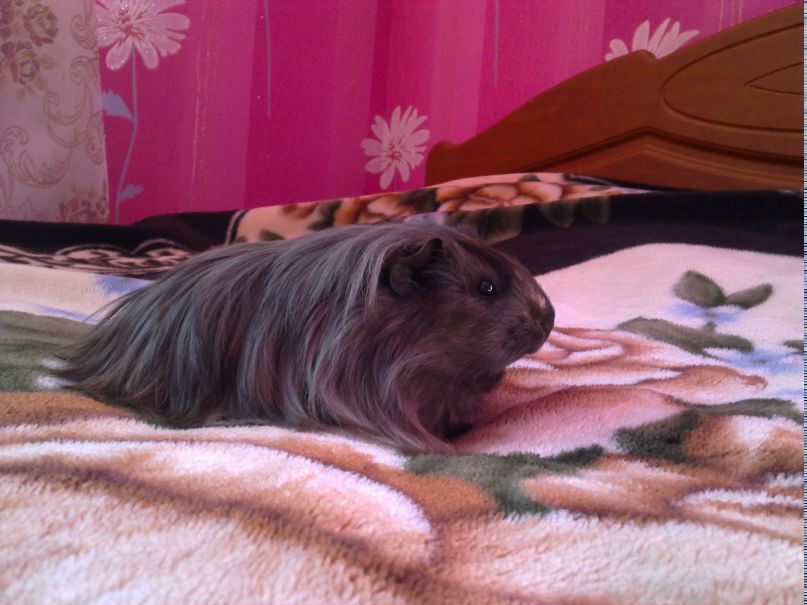 Викуся Волошина | Киев