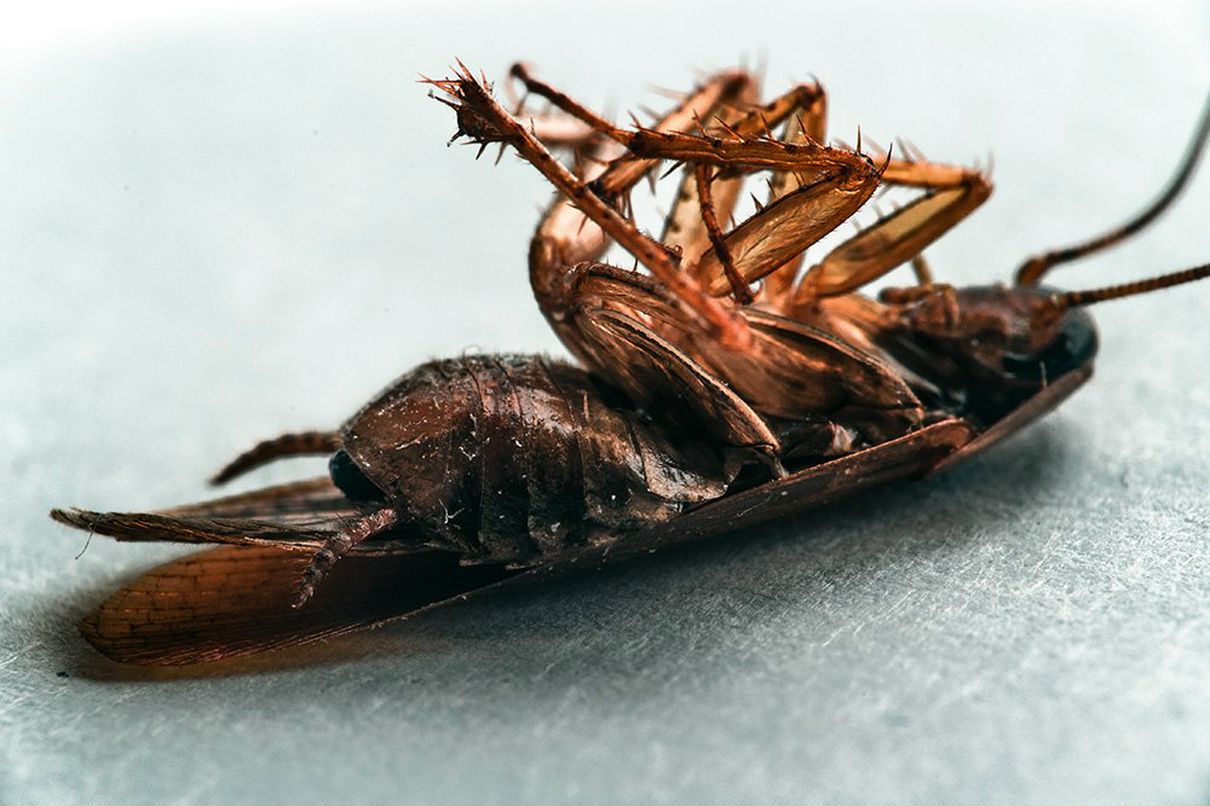 Руслан Рынгач | 