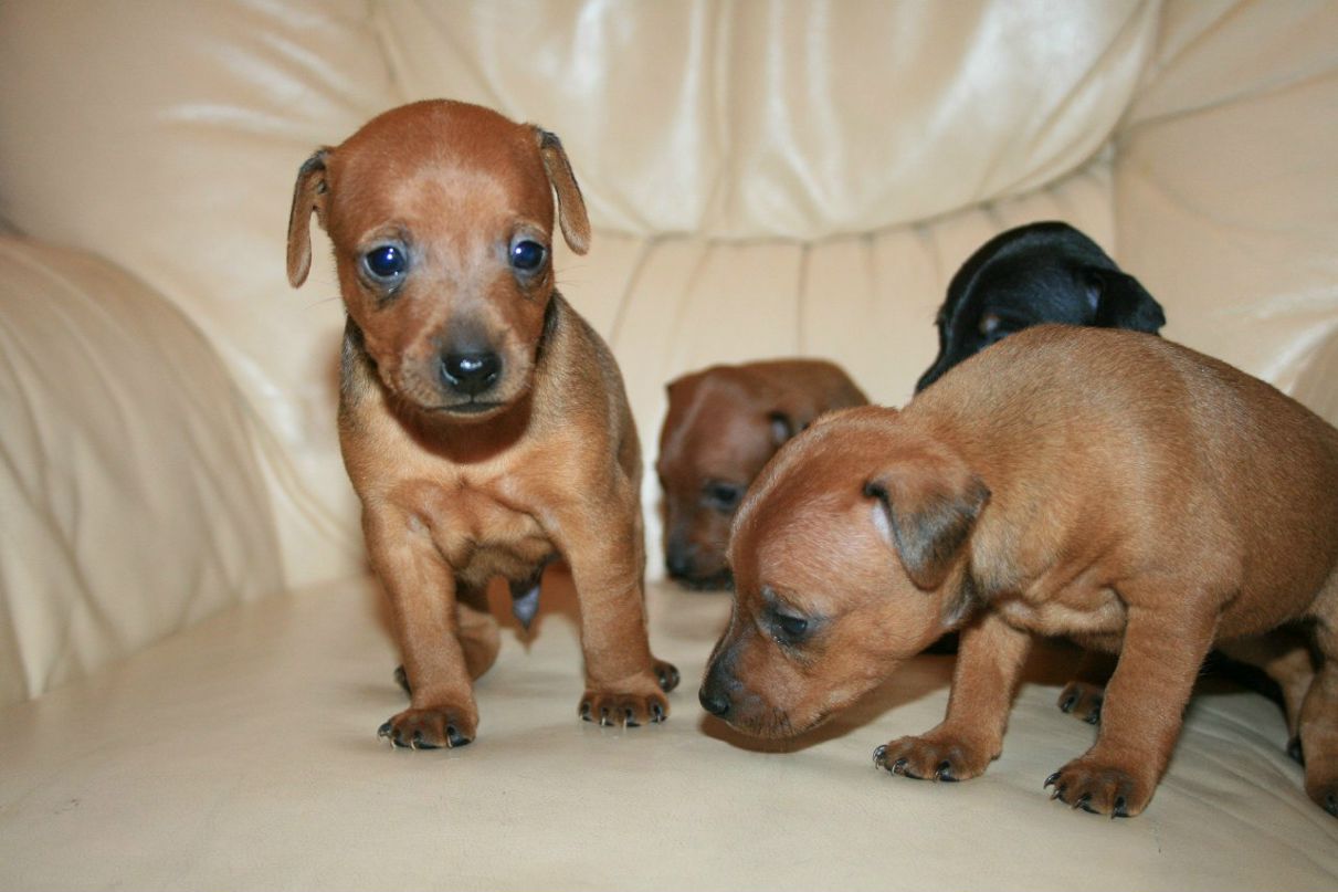 Анна Герман | Киев