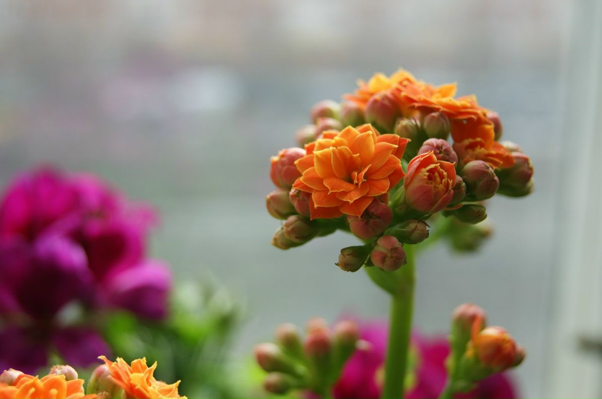 Ольга Звонцова Сергеевна | Санкт-Петербург