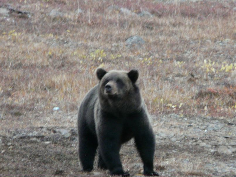 Олег Николаев ''anukai