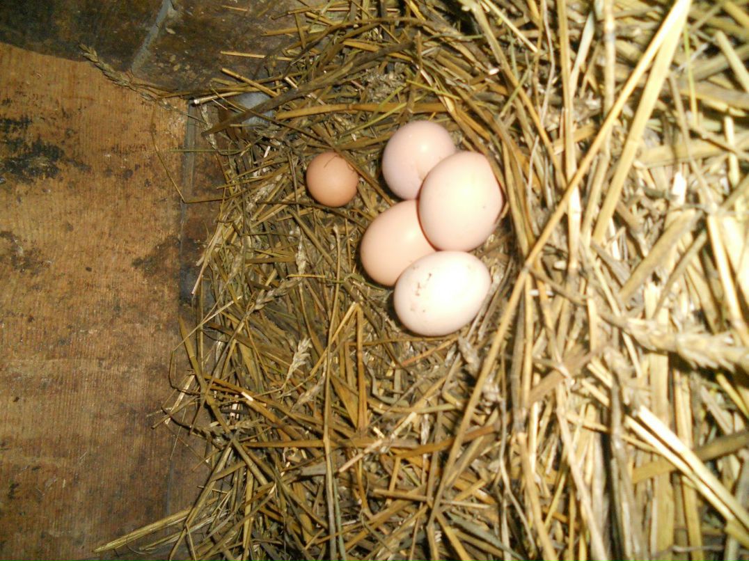 Екатерина Митрошина Олеговна | Уфа