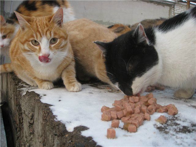 №101, Алла Лемешкова-Тойвонен, Hämeenlinna №101, Алла Лемешкова-Тойвонен, Hämeenlinna