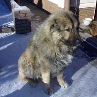 Сергей Кошелев