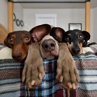 Оксана Максимова