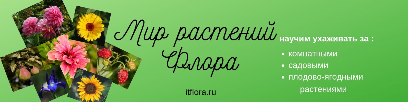 Мир Растений Интернет Магазин Владимир