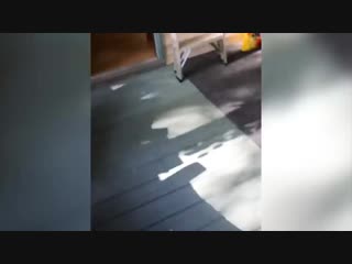 приколы с катами