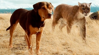 Путь домой  Русский трейлер (2019)