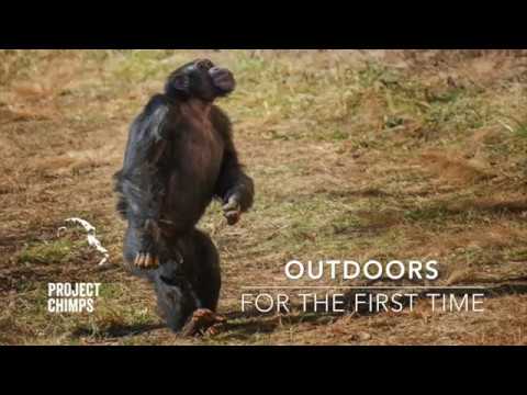 Chimps Go Outdoors for the First