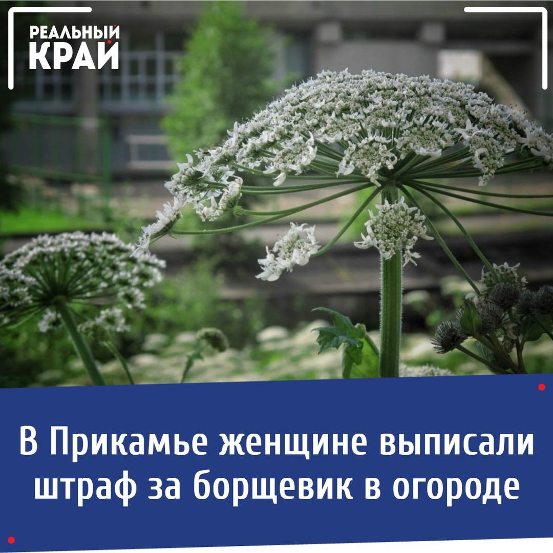 Интернет Магазин Средство От Борщевика Наложенным Платежом