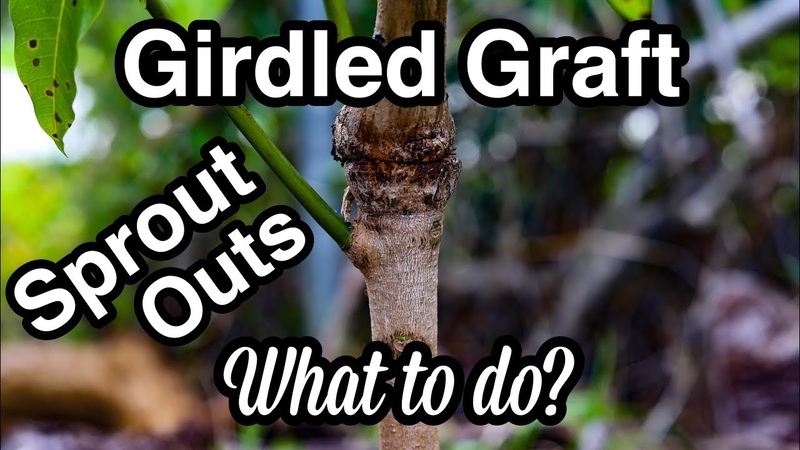 What to do with when a Girdled Graft Sprouts