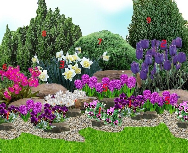 Клумба схемы фото. Ирис примула цветник. Примула в миксбордере. Миксбордер лилейник ирисы. Тюльпаны в миксбордере.
