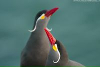 Крачка-инка (крачка инков). Золотистый щеткохвостый поссум. Сумчатые кенгуру. Птица крачка-инка фото. Валлару животное.