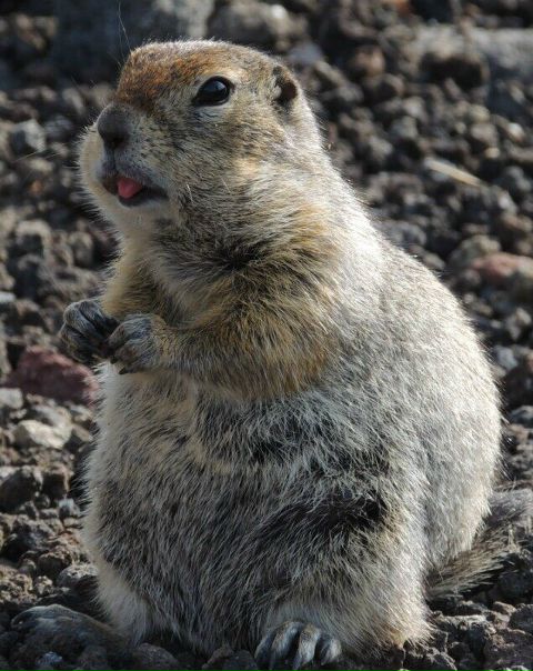 Мария Гришина, Россия