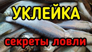 ЛОВЛЯ КРУПНОЙ УКЛЕЙКИ НА ПОПЛАВОК. Рыбалка на водохранилище в мае. Маховая удочка весной.