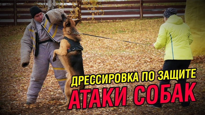 Дрессировка по защите, Красивые атаки