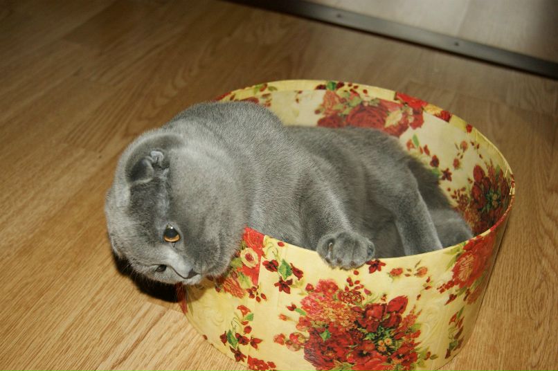 Ирина Николаева | Санкт-Петербург