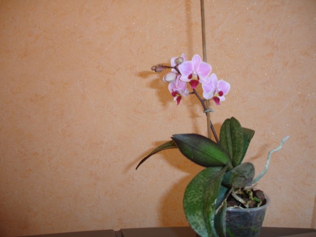 Валентина Косикова | Симферополь