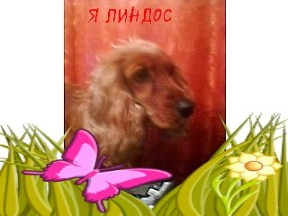 Ира Голуб | Мирноград / Димитров