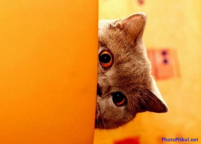 Алёна Валента | Минск