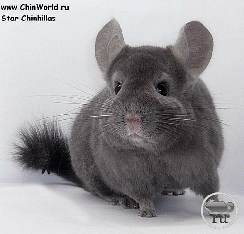 №73, Таисия Казанцева, Мариуполь №73, Таисия Казанцева, Мариуполь