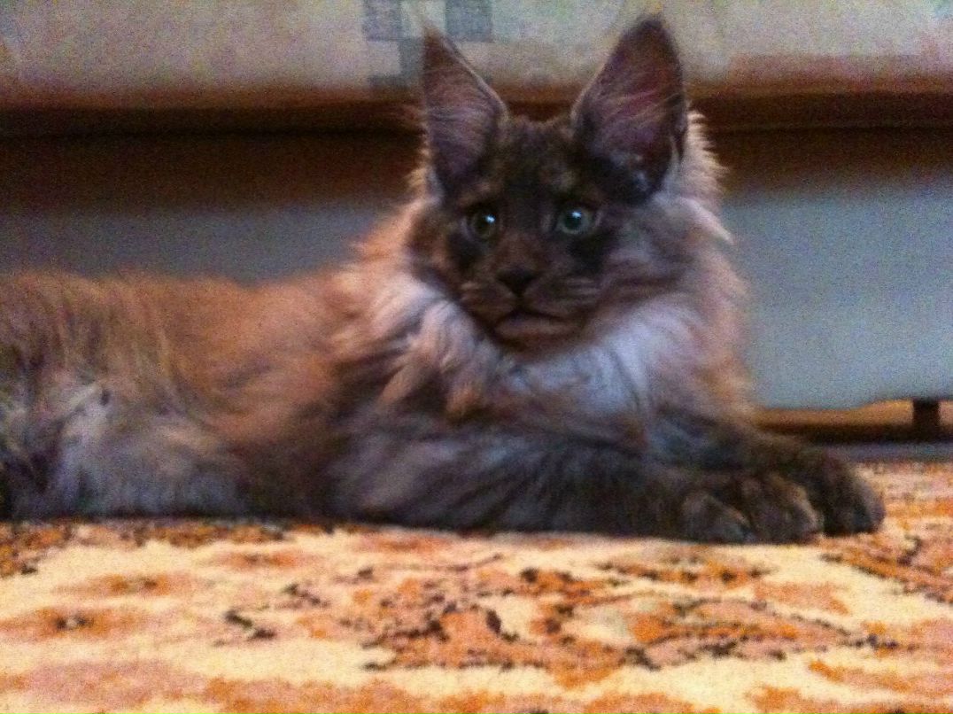 Анна Шамаль | Минск