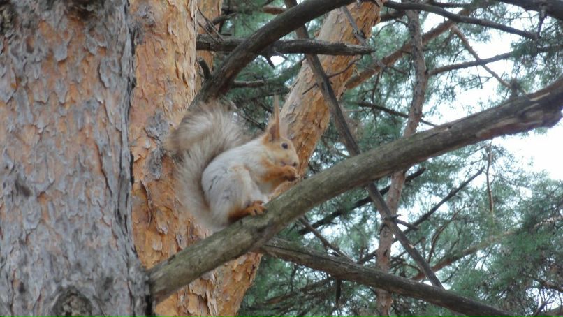 Виктория Боровик | Ростов-на-Дону