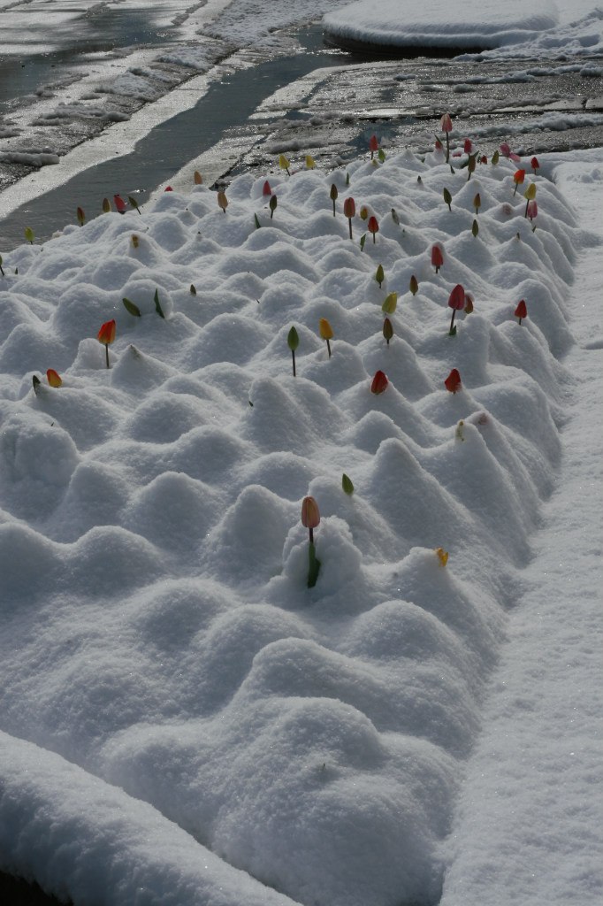 Vladimir Shnayderman | Salt Lake City