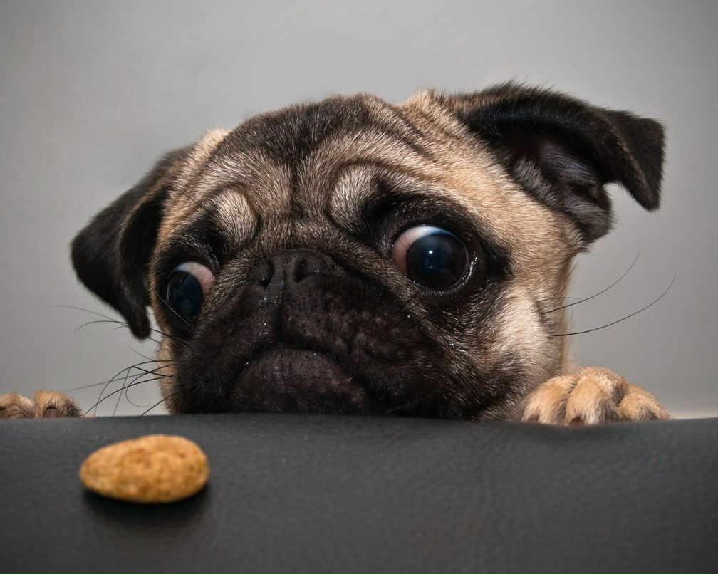 Лариса Дариевская | Киев