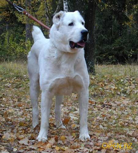 №38, Максат Аширов, Салават №38, Максат Аширов, Салават