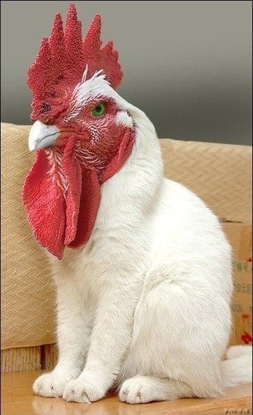 Алексей Шнуров | 