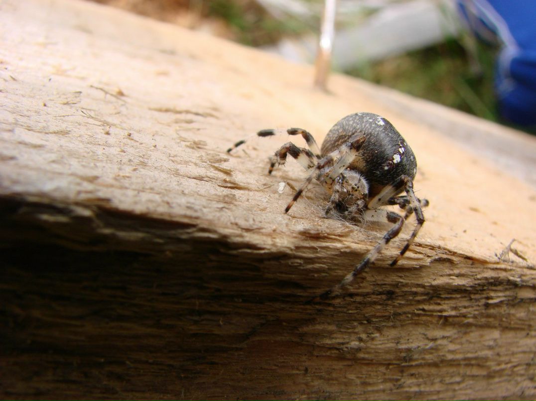 Евгений Осипов | Петрозаводск